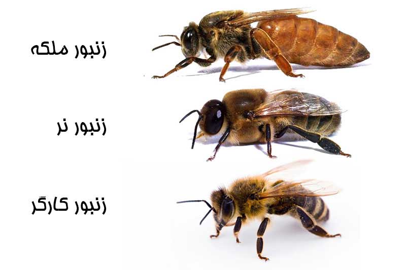 انواع زنبور در کندو